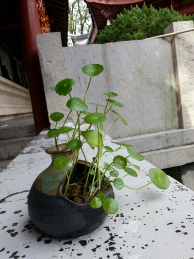 鸡鸣寺 铜钱草