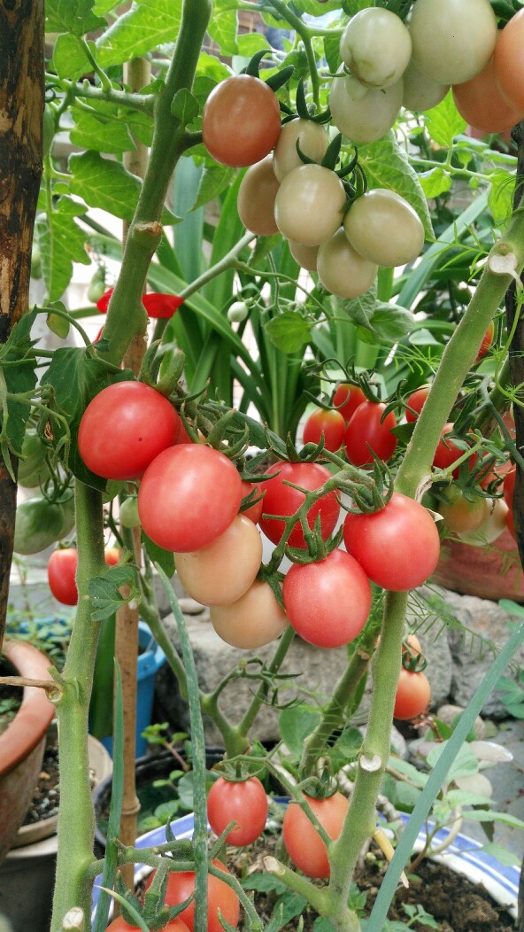 我爱生活，花盆里种西红柿，美食美色