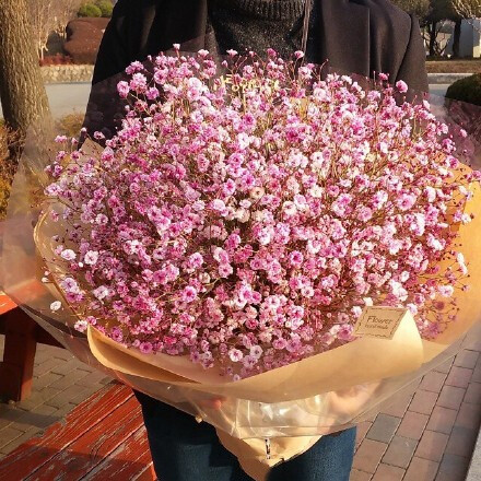 粉色满天星，一样美到窒息，从此不再当陪衬。花语：虽是配角，却拥有纯洁的心灵。瞬间有点心疼…