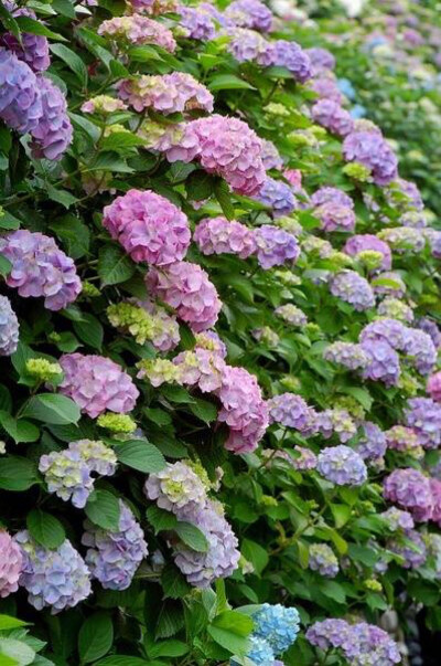 陌上青青紫陽花濕｜紫陽花，又名绣球花