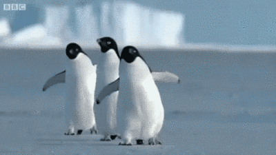摇摇摆摆的小企鹅