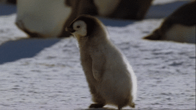 跑步的小企鹅