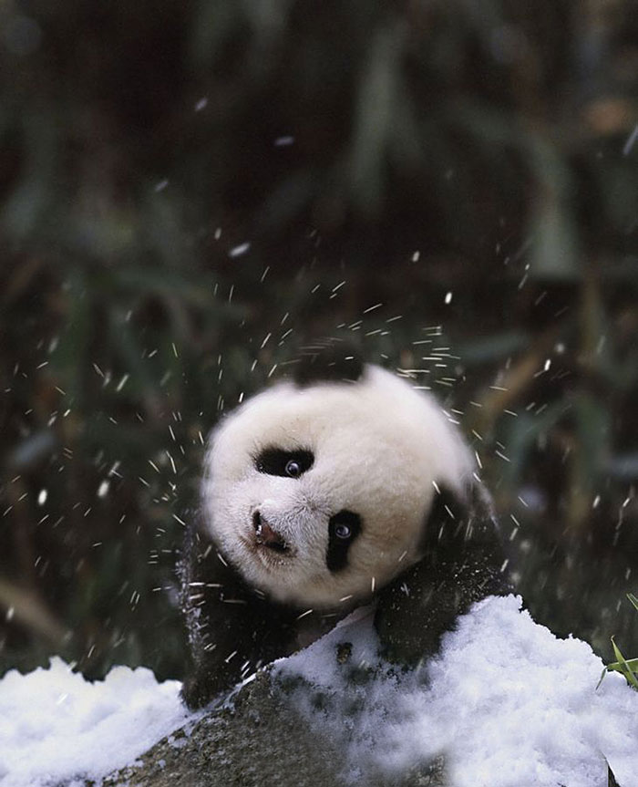 雪地里的可爱动物摄影组图-熊猫