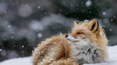 雪地里的可爱动物摄影组图-狐狸