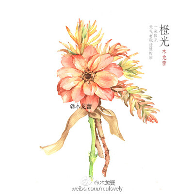 #木龙蕾/绘# 橙色花束 手绘水彩 插画 清新花卉