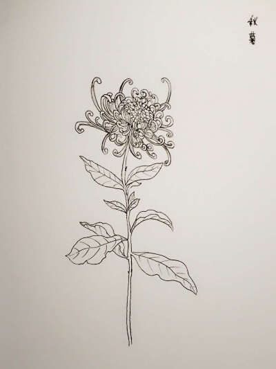 秋菊