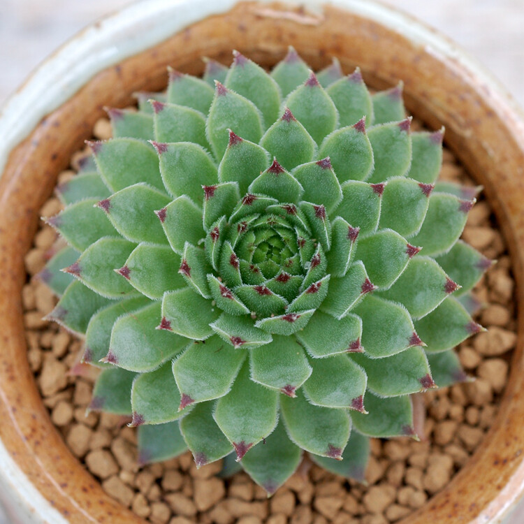 多肉植物 进口长生草 黑糖 