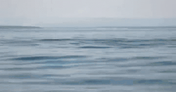 虎鲸跳出海面