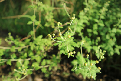 花蕾
野菊
香气
秋季