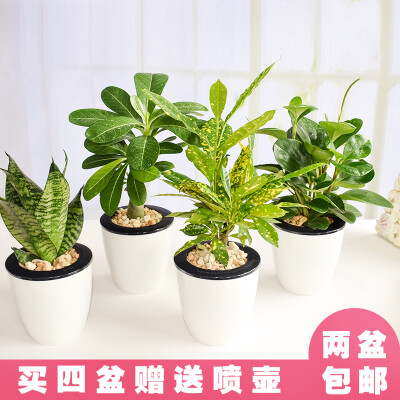 盆栽绿植室内净化空气绿萝发财树吊兰除甲醛多肉植物花卉盆景包邮