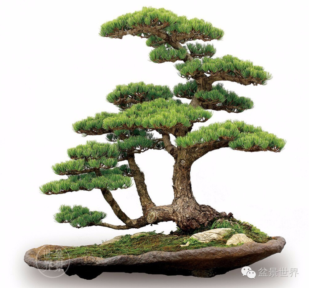 五针松姿 - 堆糖,美图壁纸兴趣社区