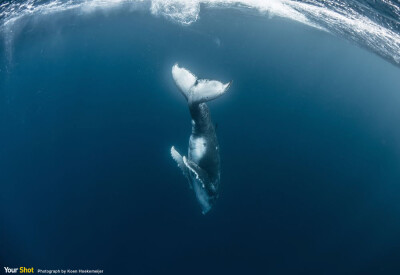 一只在太平洋的小座头鲸（humpback whale）在海面上玩了一会，潜回深处找母亲。（摄影：Koen Hoekemeijer）