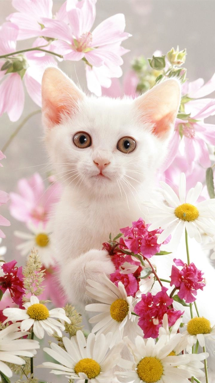 ●猫咪