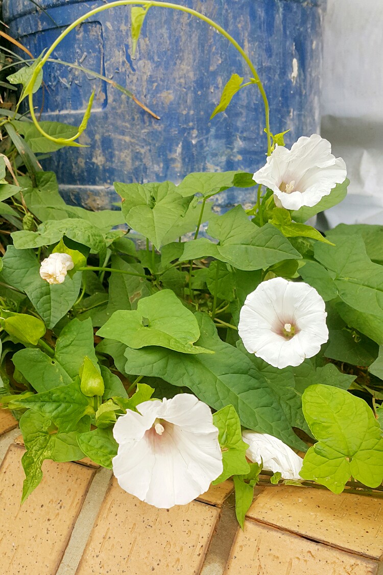 湖大体育馆旁的白色牵牛花