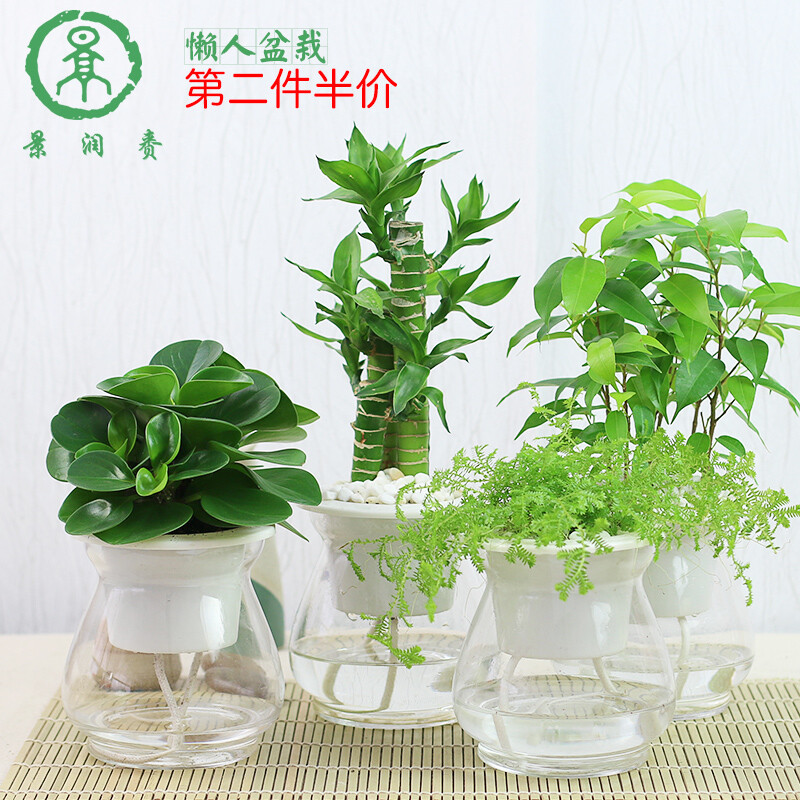 富贵竹真花卉盆栽观花植物水养观叶盆景办公室内去甲醛水培植物