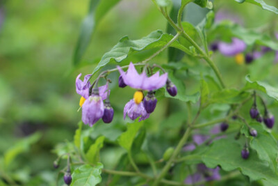 枸杞花季