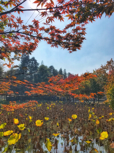 苏州天平山踏秋，再过半个月枫叶才会更红火，留些许遗憾吧……