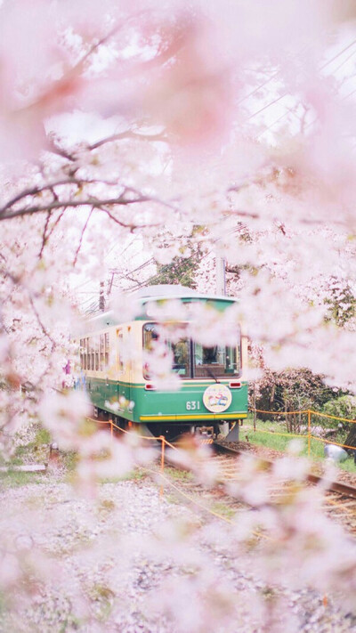  手机壁纸 风景 樱花