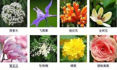 花名