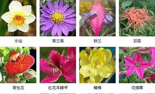 花名