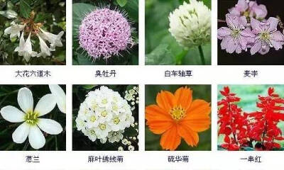 花名