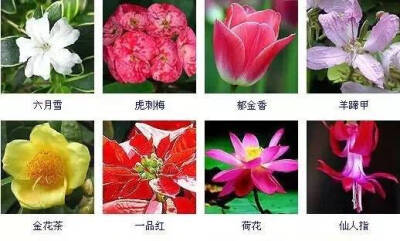 花名