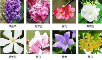 花名