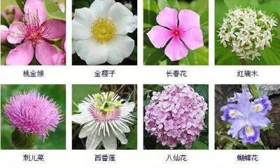 花名