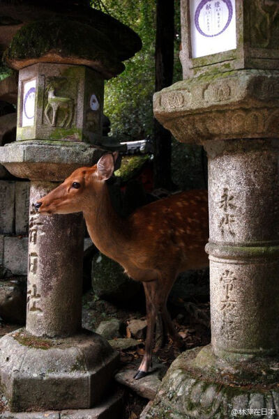 日本庭院，神社等里常见的元素：石灯笼