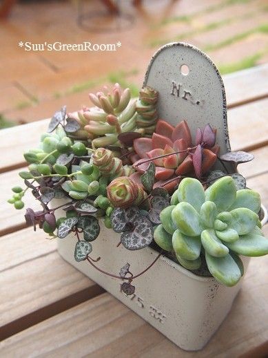 植物都是不会言语的疯子