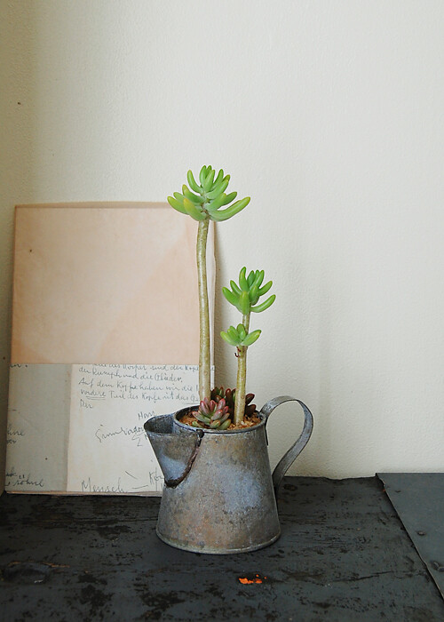 植物都是不会言语的疯子