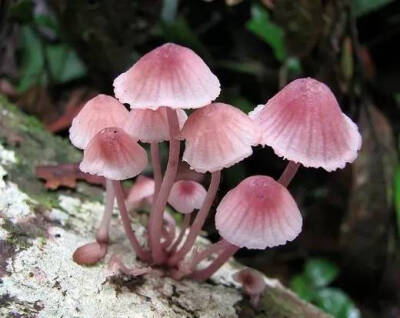 有一点儿蓝瘦，但一点儿都不香菇！美到骨子里了！！