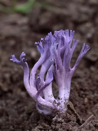 有一点儿蓝瘦，但一点儿都不香菇！美到骨子里了！！