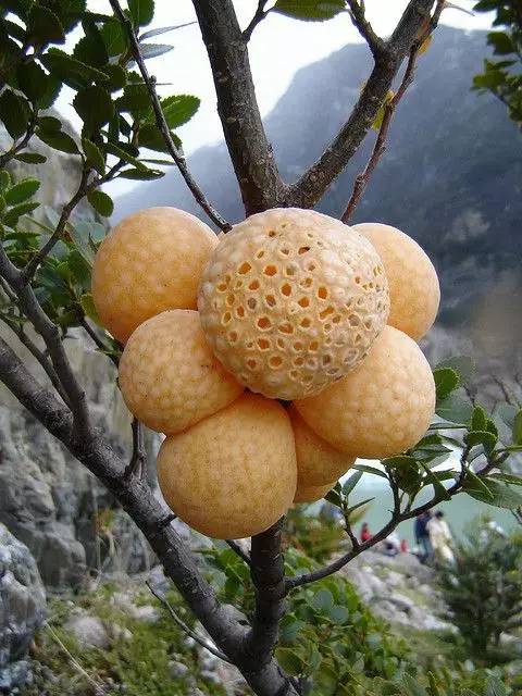 有一点儿蓝瘦，但一点儿都不香菇！美到骨子里了！！