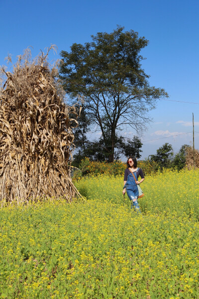 golden rape flowers