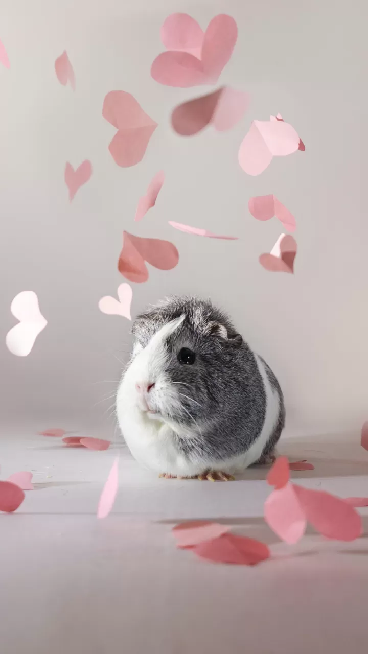 ●仓鼠