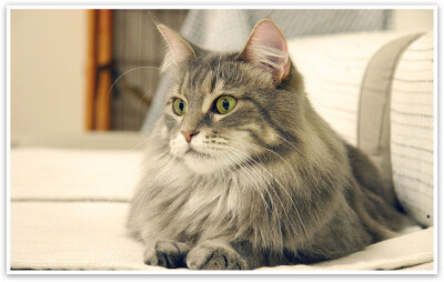 全名：缅因猫
原产于美国东岸缅因州附近。缅因猫是美国猫种当中“猫口”最多的种群，除了其聪颖与活泼广为人知以外，其独一无二巨大的体型也令人过目难忘。