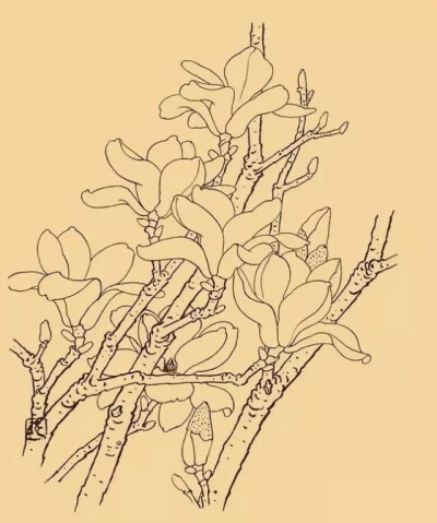 玉兰，又名木兰、白玉兰等，颜色雅洁如玉，馨香浓重似兰，外形极像兰花，是历代中国画中的觉题材。玉兰为早春之花，先叶而开，象征春天及美好的事物，反映人们对美好事物的追求和对完美的向往。