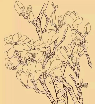 玉兰，又名木兰、白玉兰等，颜色雅洁如玉，馨香浓重似兰，外形极像兰花，是历代中国画中的觉题材。玉兰为早春之花，先叶而开，象征春天及美好的事物，反映人们对美好事物的追求和对完美的向往。