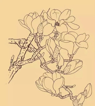 玉兰，又名木兰、白玉兰等，颜色雅洁如玉，馨香浓重似兰，外形极像兰花，是历代中国画中的觉题材。玉兰为早春之花，先叶而开，象征春天及美好的事物，反映人们对美好事物的追求和对完美的向往。