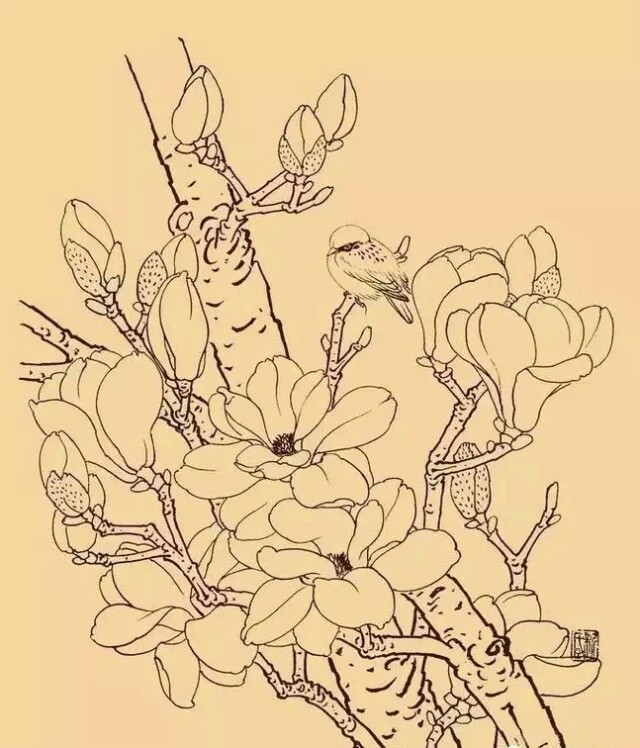 玉兰，又名木兰、白玉兰等，颜色雅洁如玉，馨香浓重似兰，外形极像兰花，是历代中国画中的觉题材。玉兰为早春之花，先叶而开，象征春天及美好的事物，反映人们对美好事物的追求和对完美的向往。