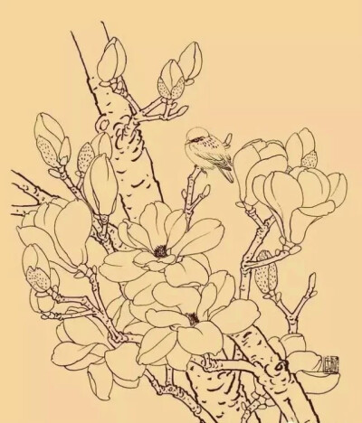 玉兰，又名木兰、白玉兰等，颜色雅洁如玉，馨香浓重似兰，外形极像兰花，是历代中国画中的觉题材。玉兰为早春之花，先叶而开，象征春天及美好的事物，反映人们对美好事物的追求和对完美的向往。