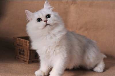 全名：金吉拉猫
（英文名：chinchilla persina cat），属于新品种的猫，由波斯猫经过人为刻意培育而成，养猫界俗称“人造猫”。金吉拉猫原意是一种绒鼠的名称，是最早纯人工育种，经过多年精心繁育而成的一个特色猫…