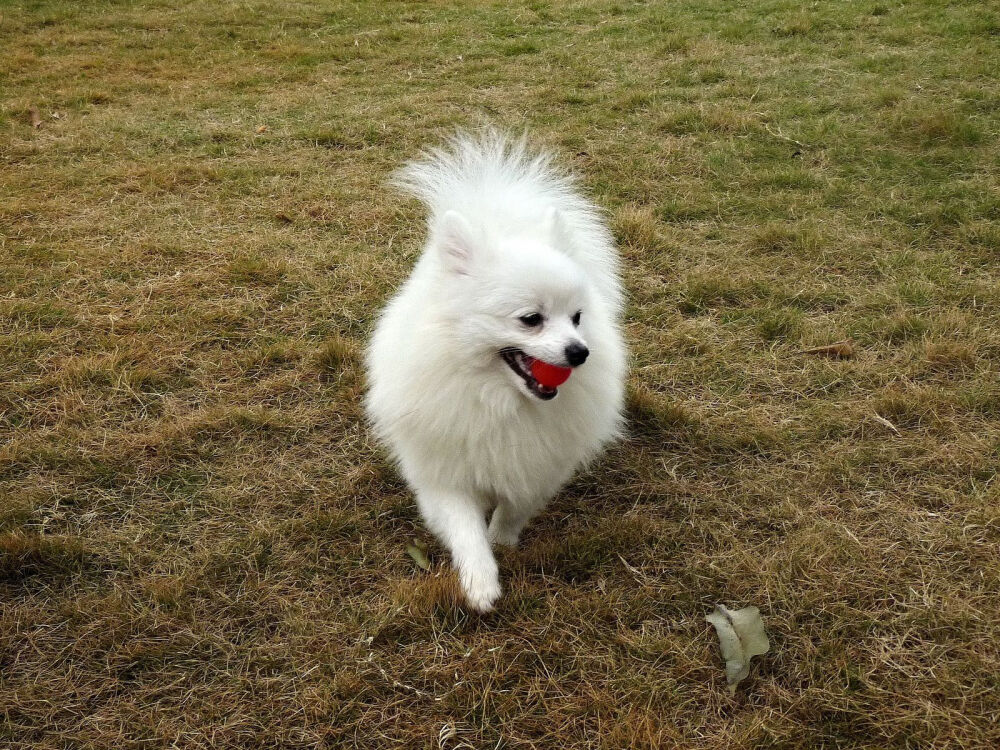 全名：博美犬 是一种紧凑、短背、活跃的玩赏犬，是德国狐狸犬的一种，原产自德国。博美犬的步态骄傲、庄重，它的气质和行动都是积极向上的。