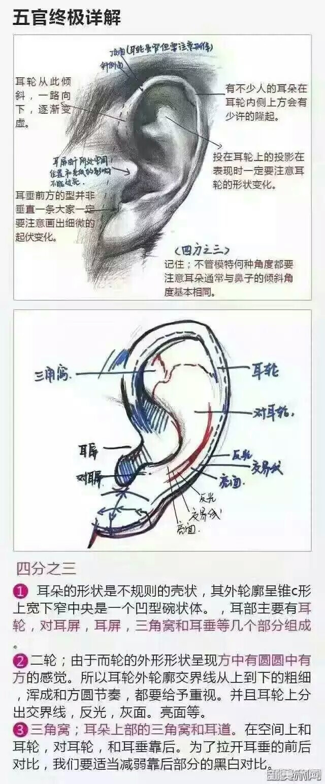 速写，素描，耳朵教程