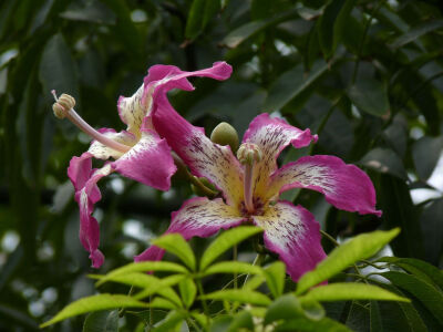 美人树，正名为:美丽异木棉，(拉丁学名:Ceiba speciosa)美人树花期长达三个月。花单生，花苞圆珠状，花冠淡紫红色，花冠近中心初时为金黄色，后渐渐转为白色。总之，开花时满树鲜艳的花朵，绚丽耀目，异常美丽，故别…