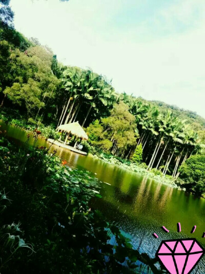 厦门大学情人谷#柳巷#