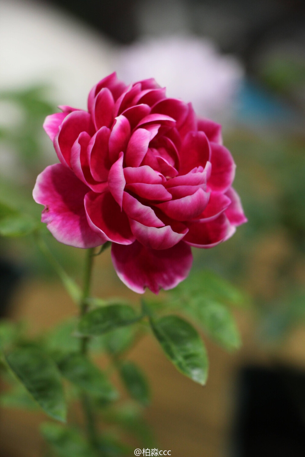 玛丽玫瑰marie rose - 堆糖,美图壁纸兴趣社区