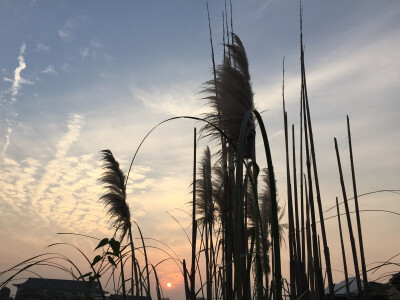 夕阳下的芦苇