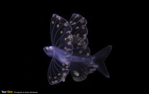 深海邂逅   我来到南大西洋就是为了观察墨西哥湾流中垂直迁移的海洋生物。最近在一趟夜潜中发现这只短吻三刺魨（Bathypterois grallator）。。这种深海鱼大多是透过水底摄影而为人所知。这种鱼会从732至4572公尺的深度上浮。（摄影：Suzan Meldonian）

尽享世界精采时刻 -《国家地理》摄影社群Your Shot。